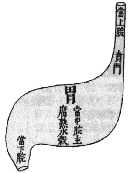 Estomac MTC