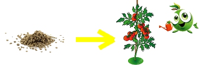 Image tomate
